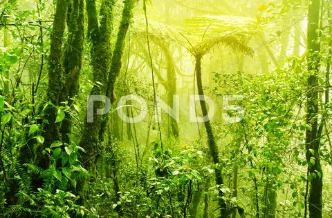 Misty tropical green mossy rainforest Stock Photos