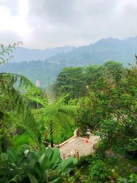 Misty Tropical Mountain View Framed by Lush Green Trees Fotos de archivo