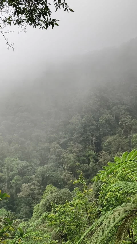 Misty Tropical Rainforest Scenery Stock Footage 333498202