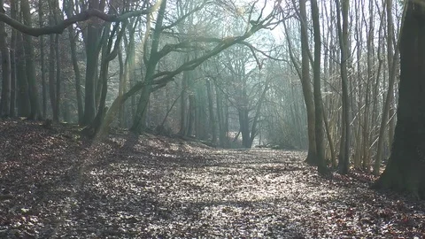 Misty view along path in woods Stock Footage 71957708