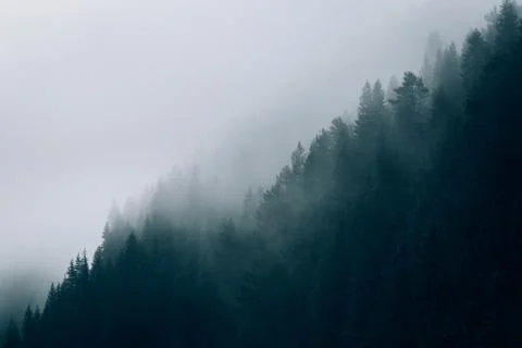 Misty view of the forest. Stock Photos