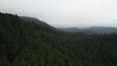 Misty view of green forest on top of mountain Stock Footage 259793866