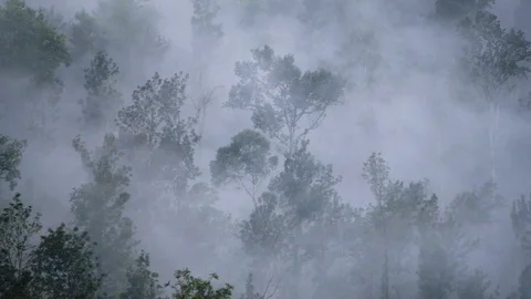 Misty view of trees in a forest 動画素材 118131130