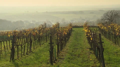 Misty vineyard in Lower Austria Stock Footage 59183182