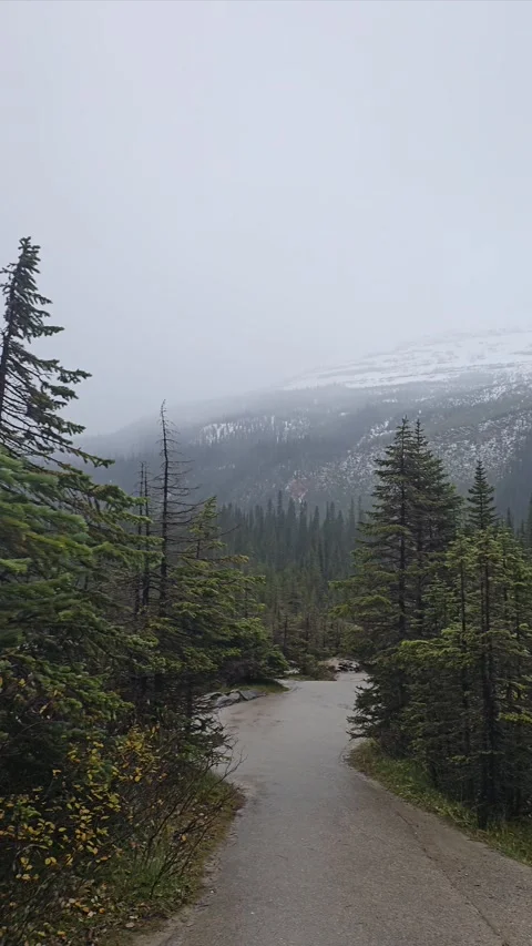 Misty Walkway 動画素材 295959015