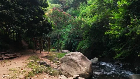Misty waterfall cascades through dense, vibrant jungle foliage Stock Footage 340272990