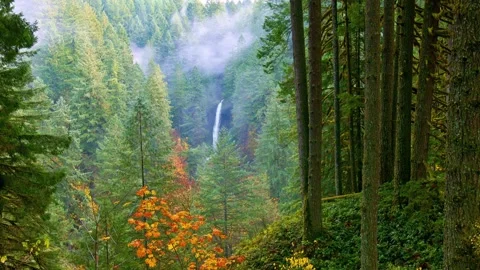 Misty Waterfall Cascading Through Lush Evergreen Forest in Autumn Stock Footage 301088439