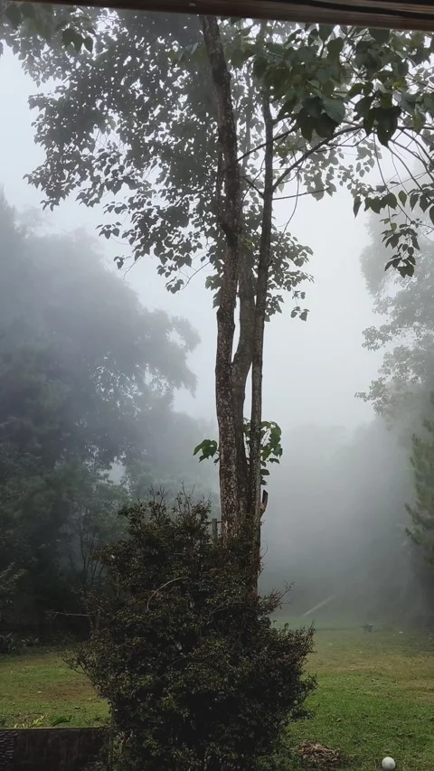 Misty weather in the forest Video stock 278909072