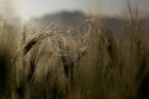 Misty wheat fields, dewy blue barley, close-ups, cobwebs Stock Photos