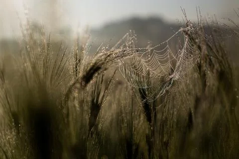 Misty wheat fields, dewy blue barley, close-ups, cobwebs Stock Photos