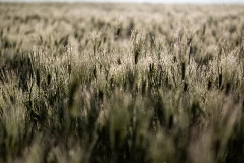 Misty wheat fields, dewy blue barley, close-ups, cobwebs Stock Photos