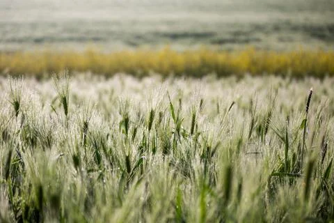 Misty wheat fields, dewy blue barley, close-ups, cobwebs Stock Photos