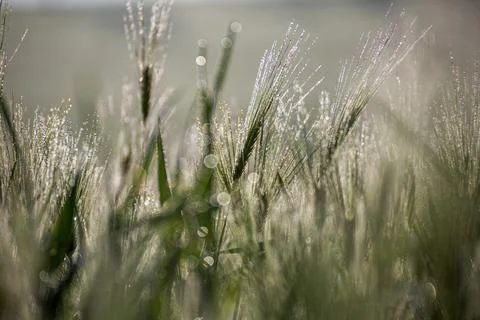 Misty wheat fields, dewy blue barley, close-ups, cobwebs Foto stock