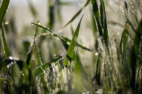 Misty wheat fields, dewy blue barley, close-ups, cobwebs Stock Photos