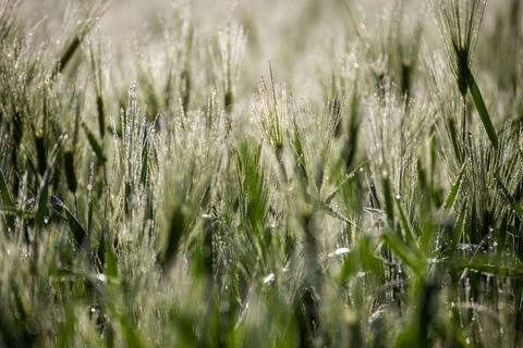 Misty wheat fields, dewy blue barley, close-ups, cobwebs Foto stock