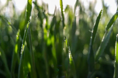 Misty wheat fields, dewy blue barley, close-ups, cobwebs Stock Photos