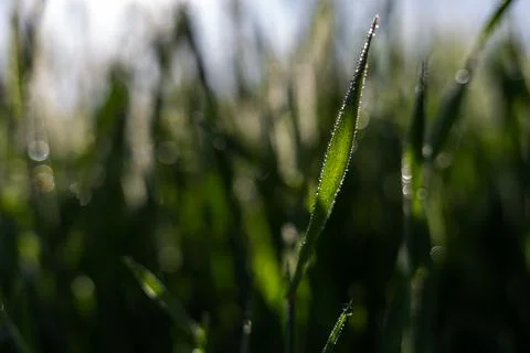 Misty wheat fields, dewy blue barley, close-ups, cobwebs Stock Photos