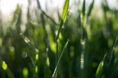 Misty wheat fields, dewy blue barley, close-ups, cobwebs Stock Photos