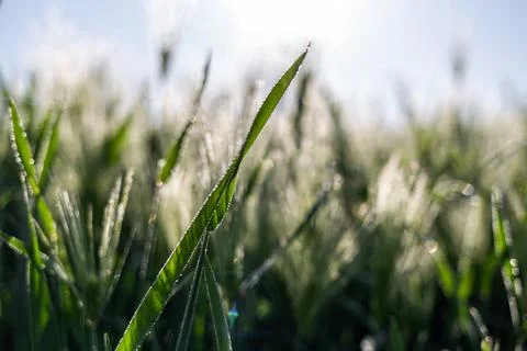 Misty wheat fields, dewy blue barley, close-ups, cobwebs Stock Photos