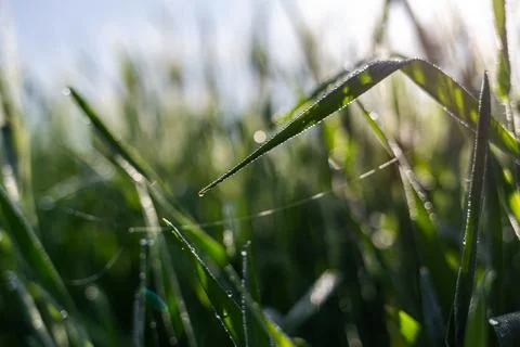Misty wheat fields, dewy blue barley, close-ups, cobwebs Foto stock