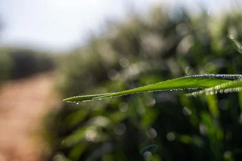 Misty wheat fields, dewy blue barley, close-ups, cobwebs Stock Photos