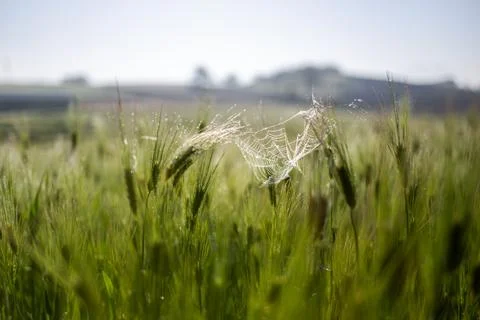 Misty wheat fields, dewy blue barley, close-ups, cobwebs Stock Photos