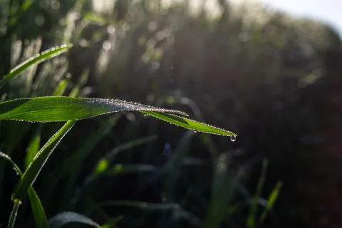 Misty wheat fields, dewy blue barley, close-ups, cobwebs Foto stock