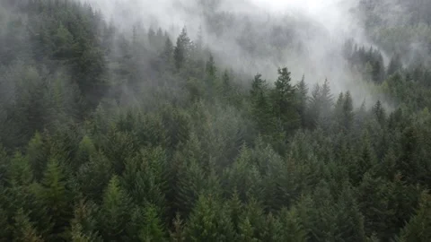 Misty Whinlatter Stock Footage 215665660