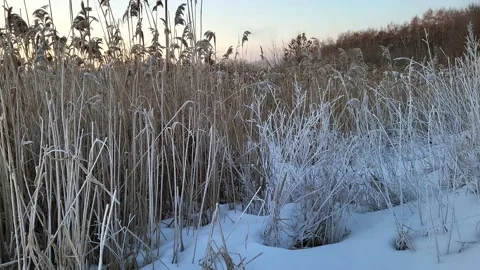 Misty winter dawn on the lake Stock Footage 230049407