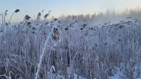 Misty winter dawn on the lake Stock Footage 230049520
