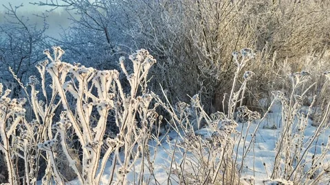 Misty winter dawn on the lake Stock Footage 230050368