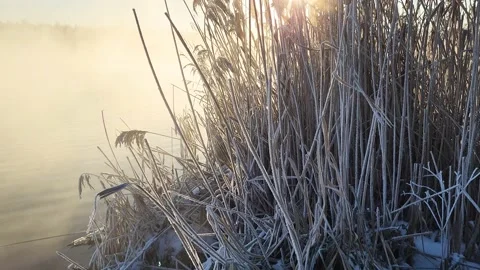 Misty winter dawn on the lake Stock Footage 230050774