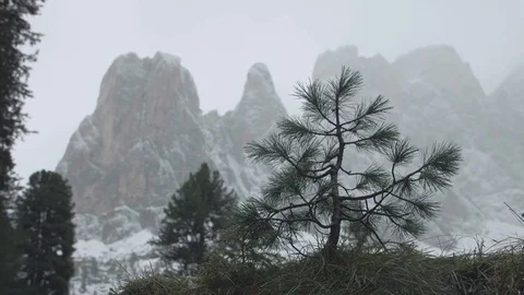 Misty Winter Forest Stock Footage 80542532