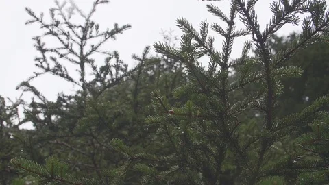 Misty Winter Forest Stock Footage