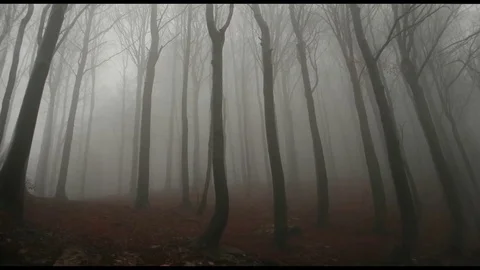 Misty Winter Forest Stock Footage 120212832