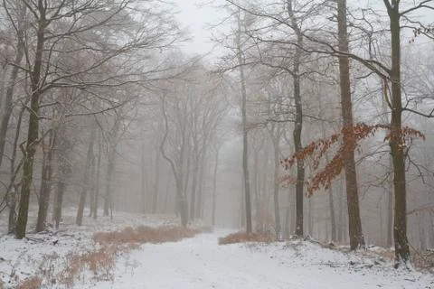Misty winter forest Stock Photos
