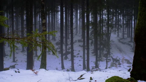 Misty winter forest with snow covered ground and pine trees Stock Footage 329763924