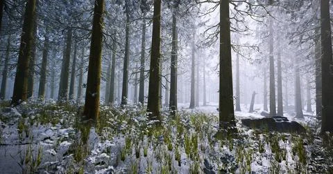 Misty winter forest with snow covered ground and tall evergreen trees Ilustração Stock