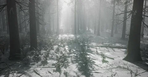 Misty winter forest with sunlight filtering through tall trees and snow Stock-Illustration