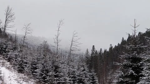 Misty Winter Mountain Slope With Snowy Spruce And Bare Deciduous Trees Stock Footage 336495686