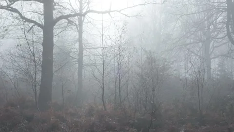 A misty winter Oak (Quercus robur), woodland, Britain, UK Video stock 323568020