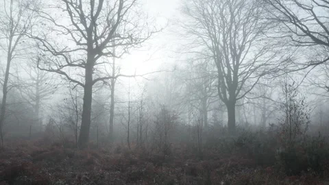 A misty winter Oak (Quercus robur), woodland, Britain, UK Stock Footage 323568169