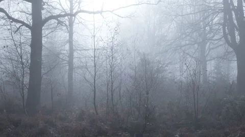A misty winter Oak (Quercus robur), woodland, Britain, UK 스톡 동영상 323568225