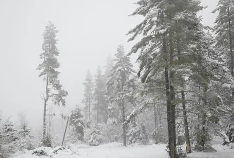 Misty winter Stock Photos