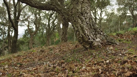 Misty wood in forest Video stock 86565922
