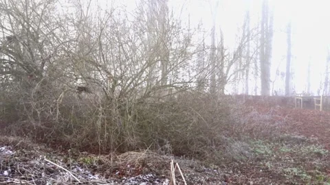 Misty woods and paths 動画素材 231069725