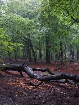 Misty woods with branch Stock Photos