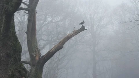 Misty Woods 動画素材 145219286