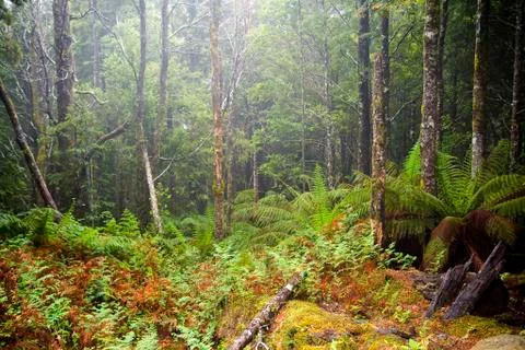 Misty woods Stock Photos