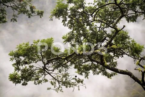 Misty woods Stock Photos